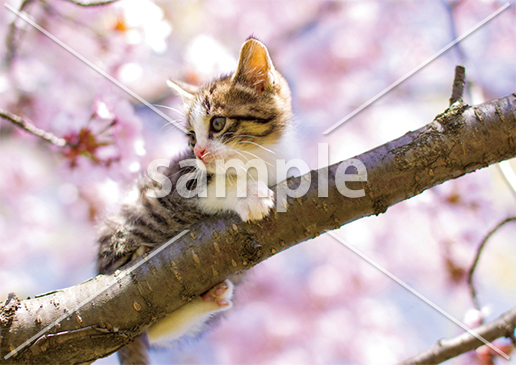 [4月] 桜の木の上でお花見