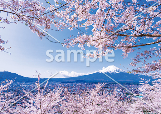 [4月] 富士山と咲き誇る桜