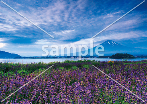 [7月] 富士山とラベンダー