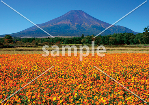 [10月] 満開のキバナコスモス