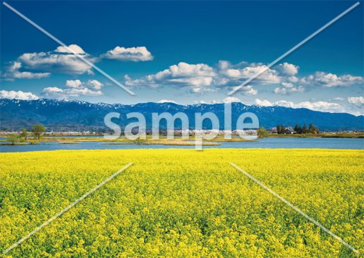 [3月] 新潟県　福島潟の菜の花畑