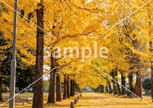 [11月] 岐阜県　イチョウ並木