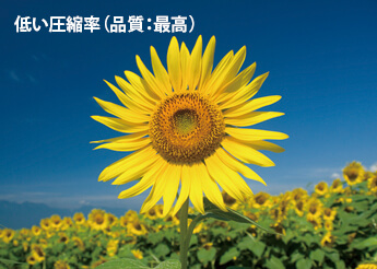 低い圧縮率(品質:最高)を選択してください