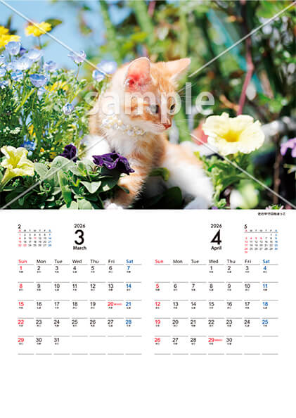 猫 3月／4月