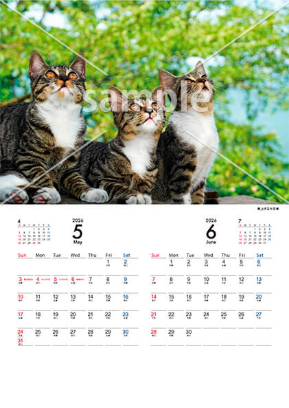 猫 5月／6月