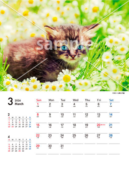 猫 3月