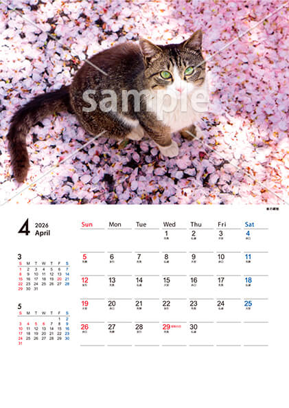 猫 4月