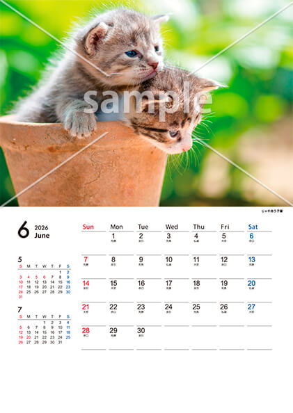 猫 6月