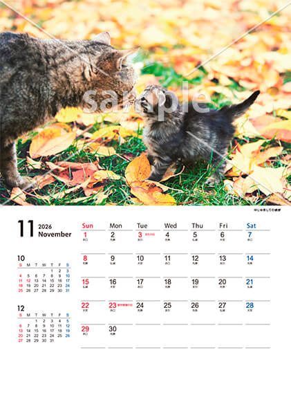 猫 11月