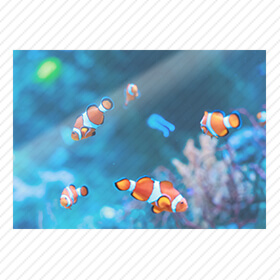 インテリアポスター：鮮やかな色彩と瑞々しい質感が特長です