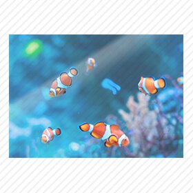 インテリアポスター：鮮やかな色彩と瑞々しい質感が特長です