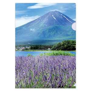 富士山とラベンダー(表)"
