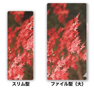 A3 照葉（てりは）