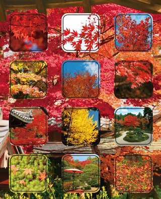 名日本の秋 12種